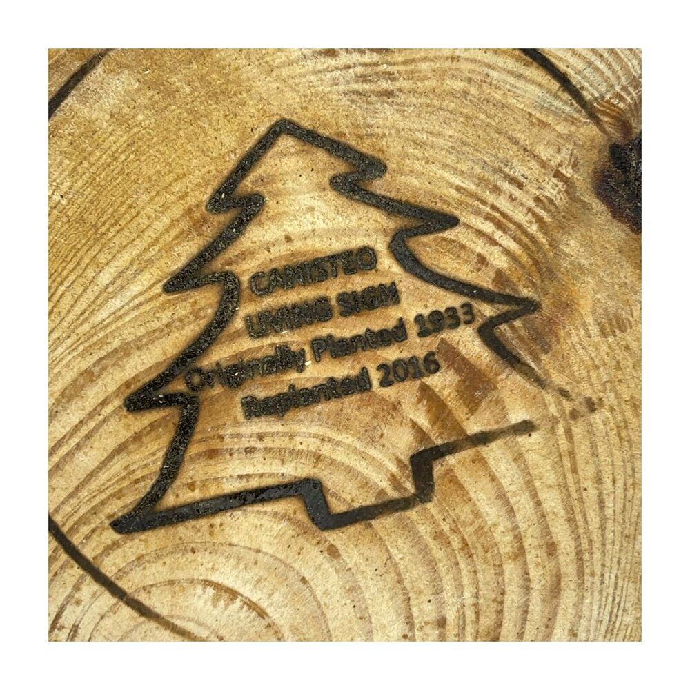 Canisteo Living Sign Tree Ring 5x7 Cutting Planted 1933 Replanted 2016 - Picture 2 of 6